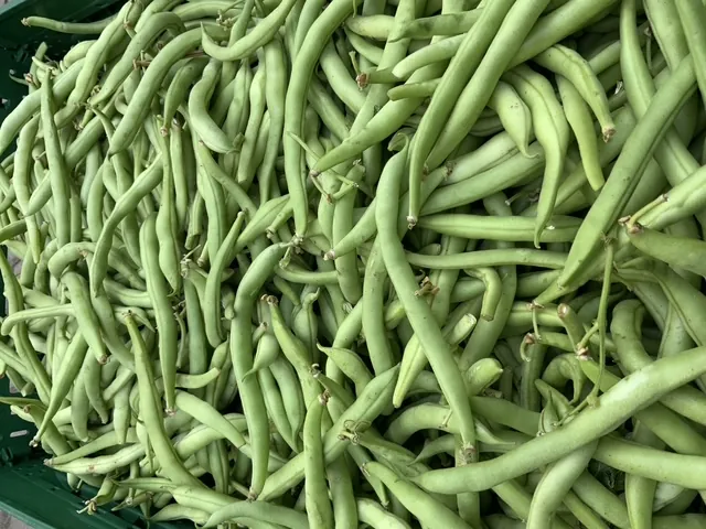 Bohnen nähe Schweinfurt des Naturlandbetriebs Tietze