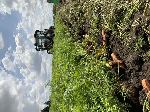 Feld der Familie Tietze aus Sennfeld