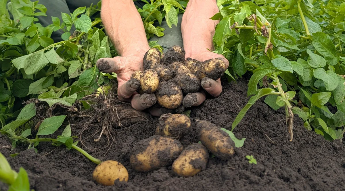Frisch geerntete Frühkartoffeln vom Naturlandbetrieb Tietze aus Sennfeld