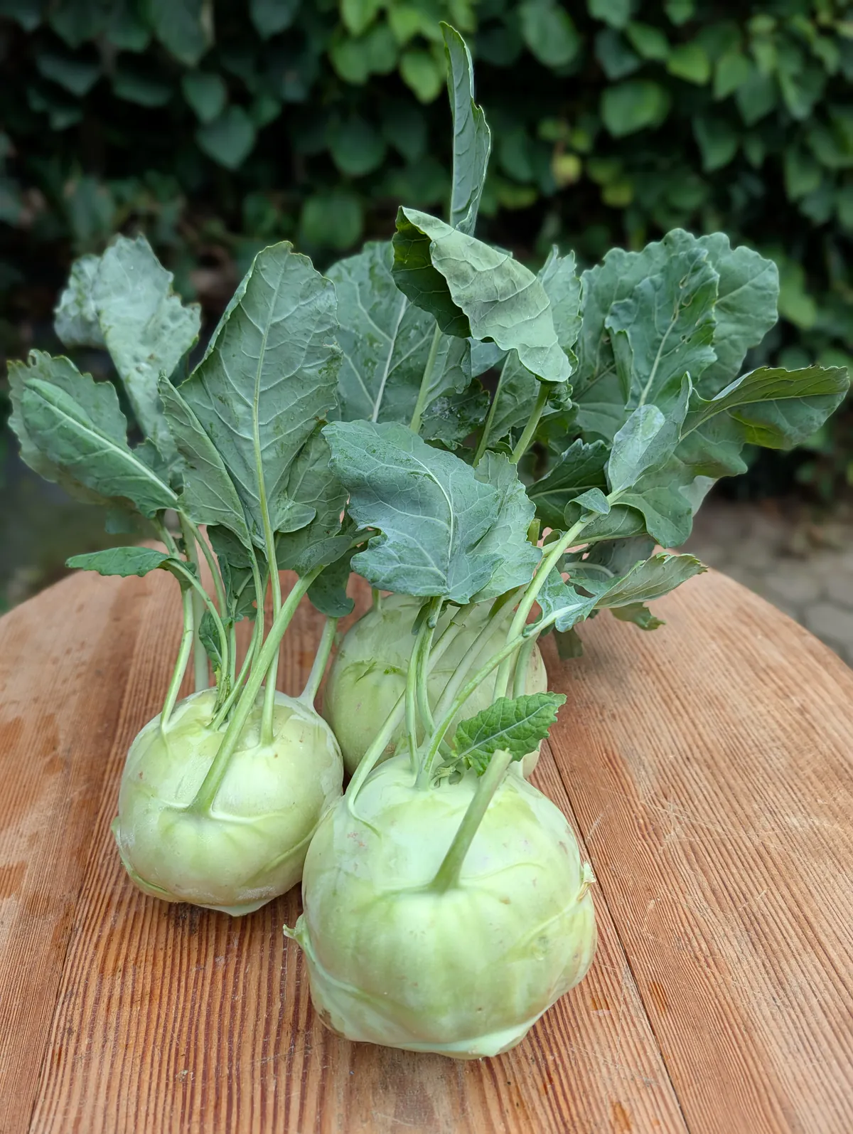 Drei frisch geerntete Kohlrabi mit Blattwerk vom Naturlandbetrieb Tietze aus Sennfeld