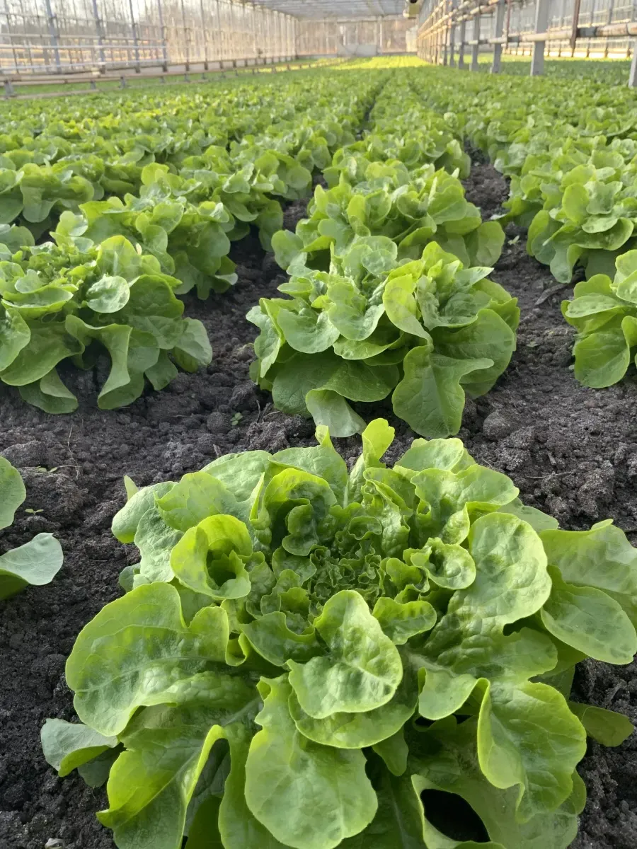 Frischer Eichblattsalat im Gewächshaus des Naturlandbetriebs Tietze aus Sennfeld