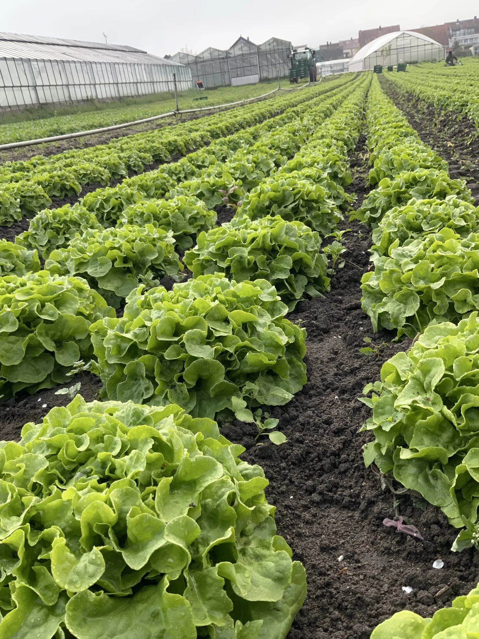 Salatköpfe im Gewächshaus der Familie Tietze aus Sennfeld