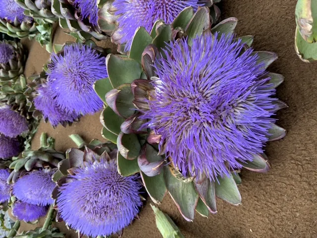 Schnittblumen aus Sennfeld - Familienbetrieb Tietze