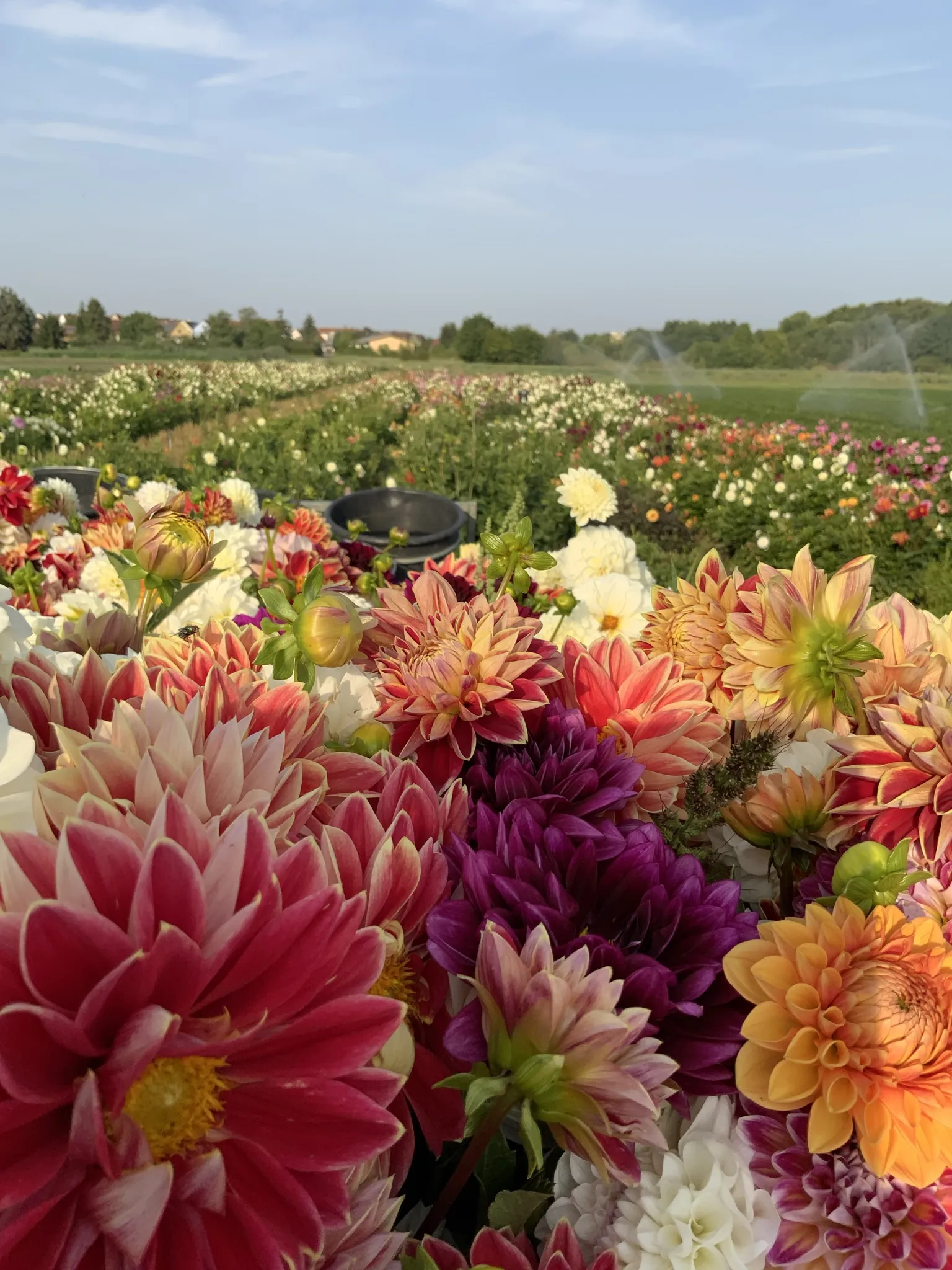 Bilder nähe Schweinfurt des Naturlandbetriebs Tietze aus Sennfeld