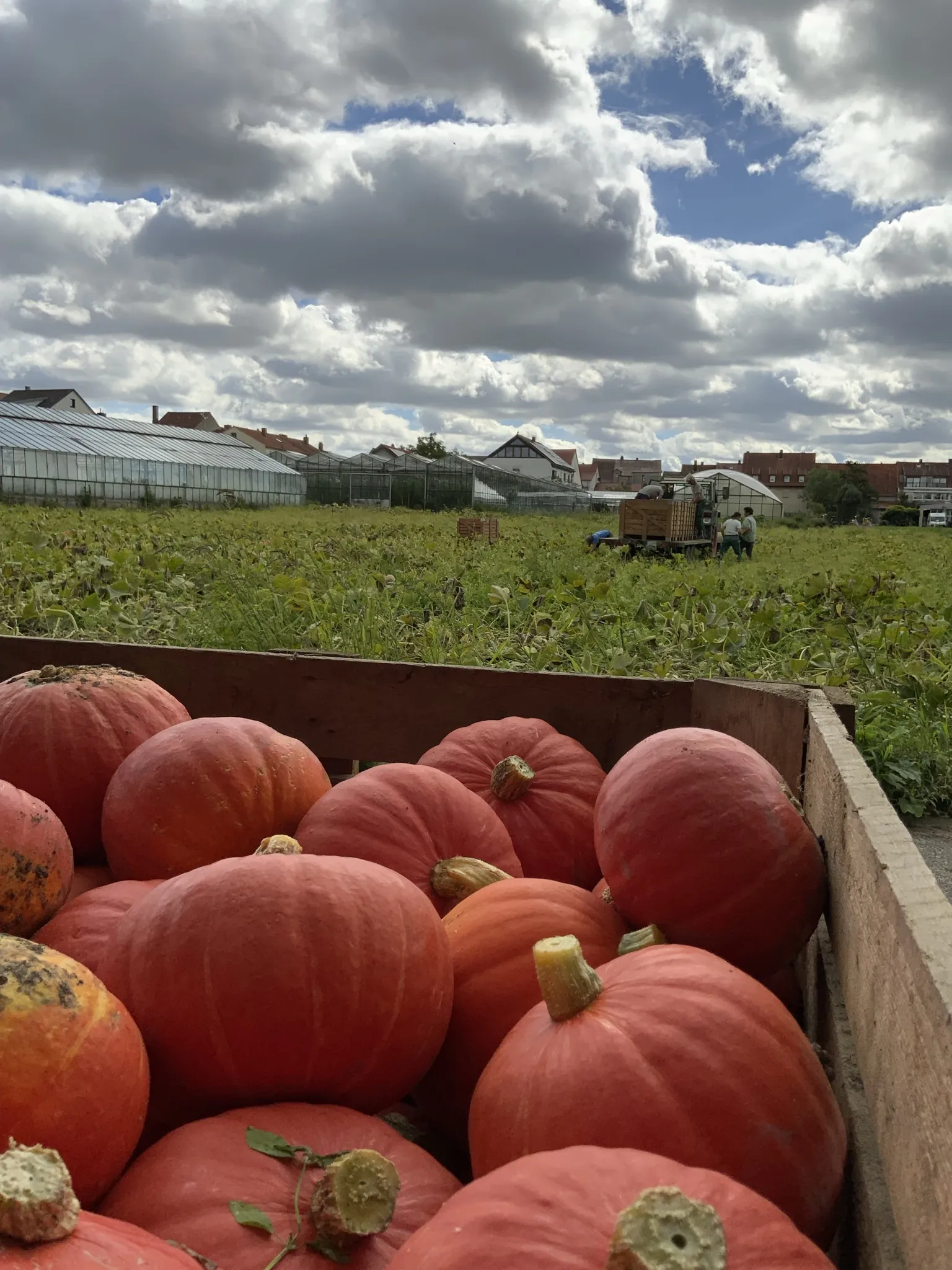 Feld des Naturlandbetriebs Tietze aus Sennfeld mit Kürbissen