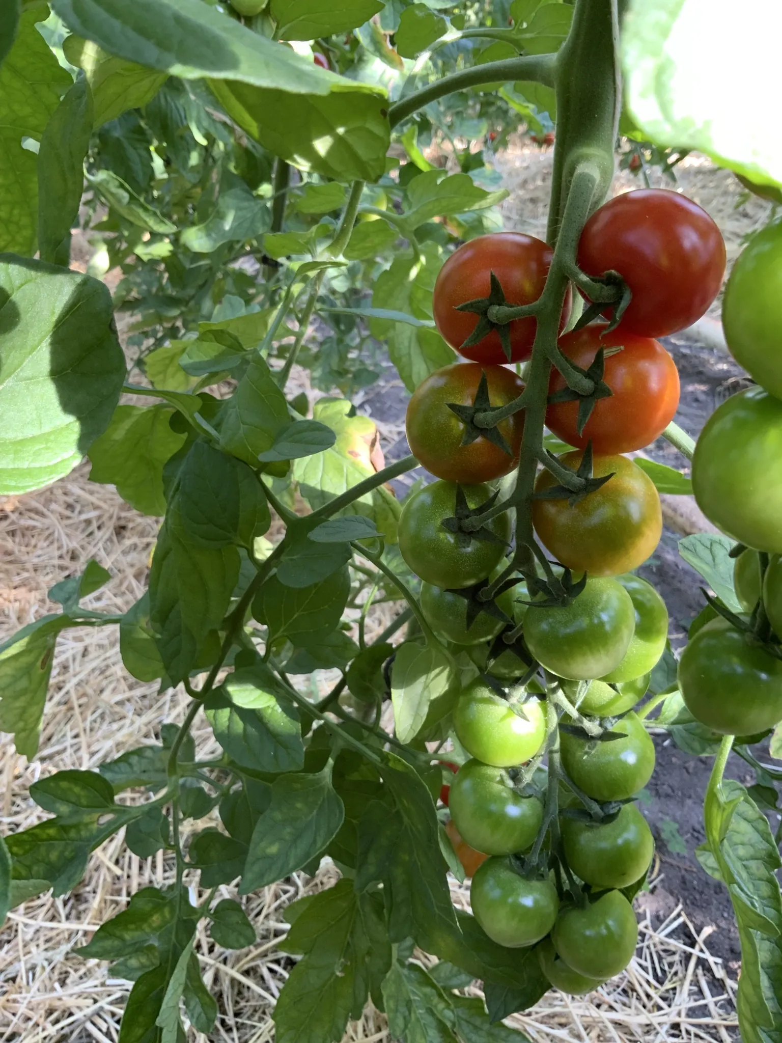 Tomaten / Fruchtgemüse aus Sennfelder Anbau - Naturlandbetrieb Familie Tietze