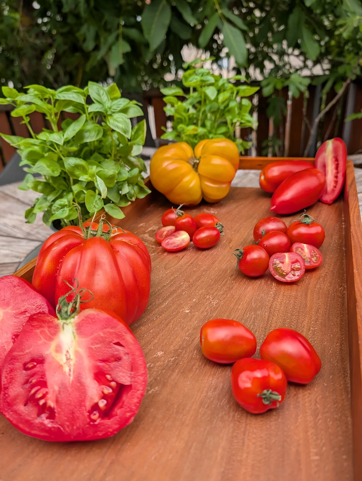 Sonnengereifte Tomaten in bunter Sortenvielfalt vom Naturlandbetrieb Tietze aus Sennfeld
