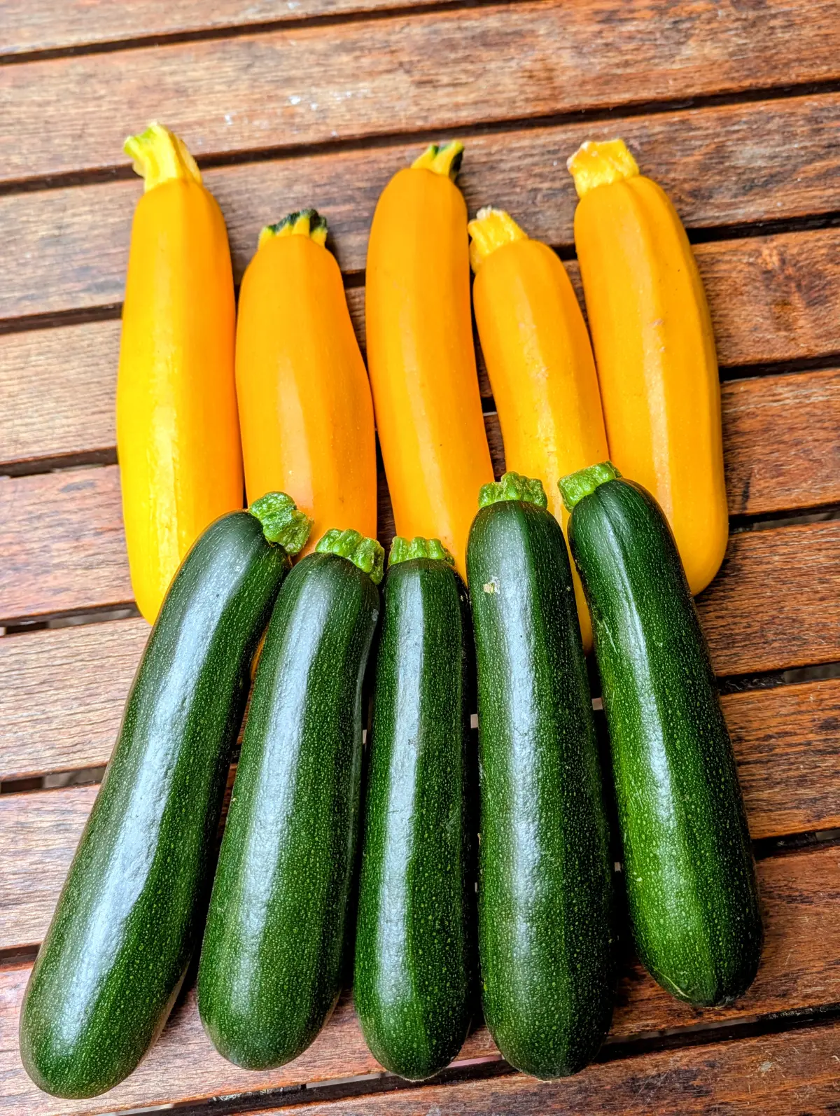 Gelbe und grüne Zucchini frisch geerntet vom Naturlandbetrieb Tietze aus Sennfeld